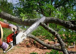 Best Lot and Land Clearing  in Bedminster, NJ